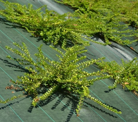 illustration produit pour Accessoires aménagement extérieure